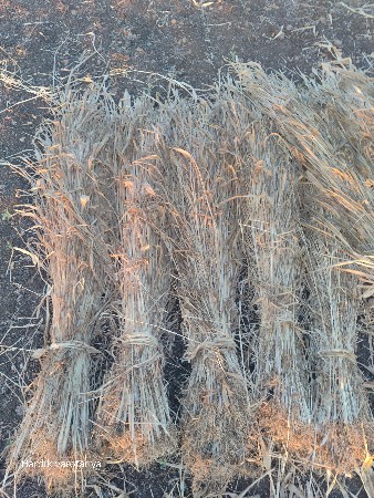 શપડીયાર નીર વેચવાની