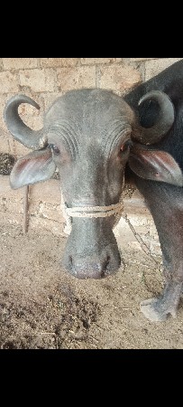 આ ભેંસ વેચવાની છે