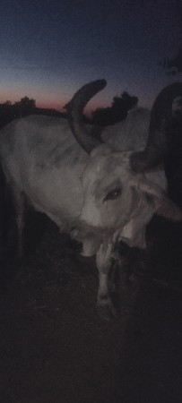 ગાય વેચવાની છે