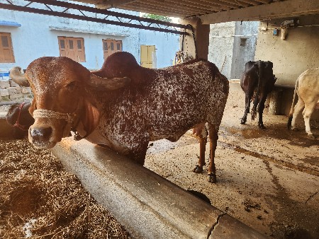 थंबनेल 2