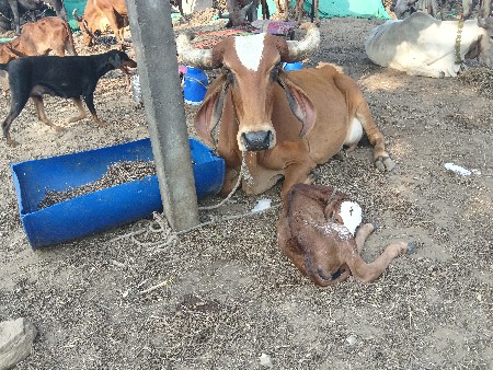 ગાય વેચવાની છે