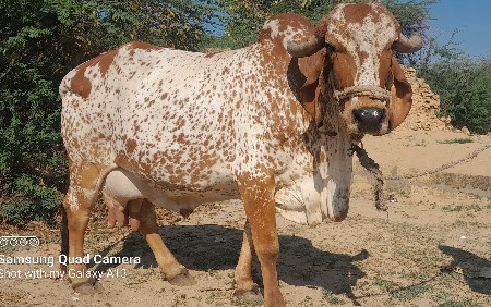 ગાય વેચવાની છે