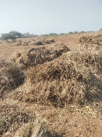 નિરણ વેચવાની છે