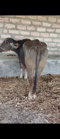 ખળેલી વેચવાની છે