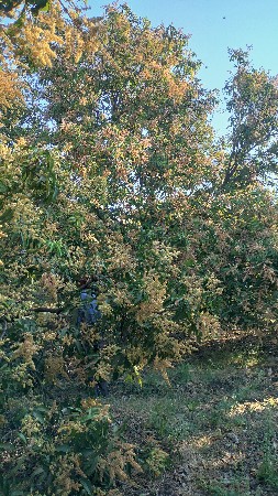 કેરી નો બગીચો