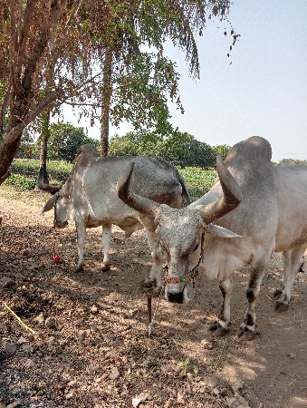 બરધ વેસવાના ઇ