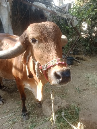 ગાય. વેસવાનિ  છે