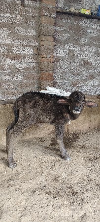 પાડી વેચવાની છે