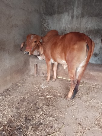 વેસવાની છે