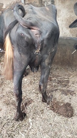 थंबनेल 3