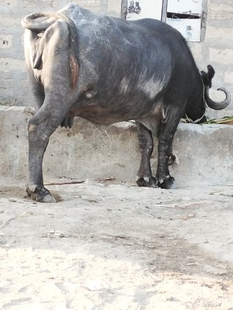 ભેંસ વેચવાની છે