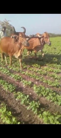 બધી જવાબદારી થી વેચવા ના છે...