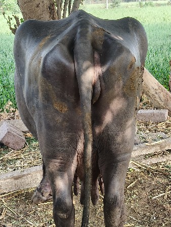 थंबनेल 3