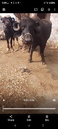 थंबनेल 3