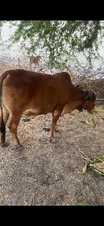 થંબનેલ 3