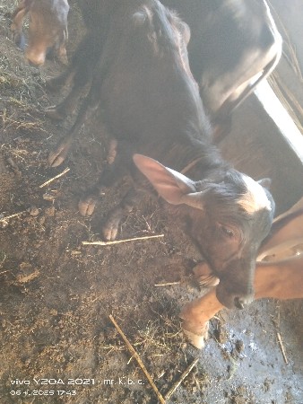 ટોપલી ખડાય