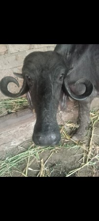 આ ભેંસ વેચવાની છે