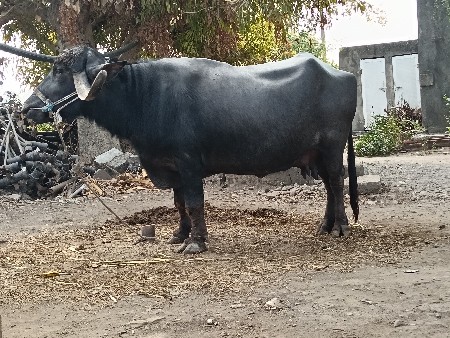 थंबनेल 2