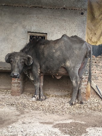 થંબનેલ 3