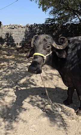 દોઢ મહિના ની વિયાનલ