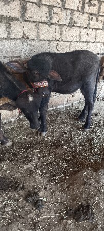 થંબનેલ 2