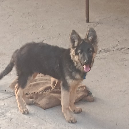 જર્મન શેફર્ડ 
 કુતરો ડોગ