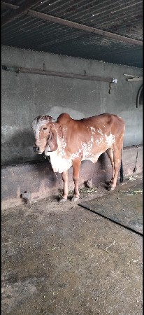 थंबनेल 3