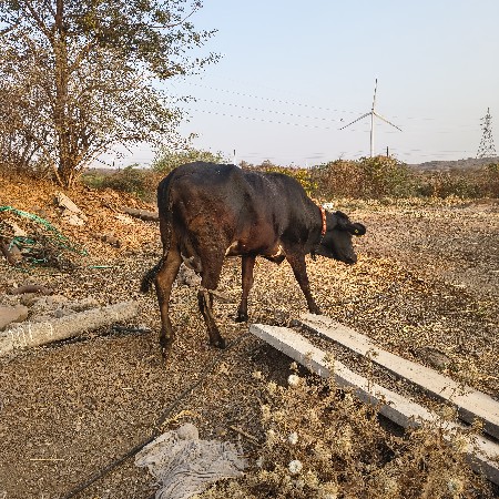 10દિવસ ની વાર સે ગીર ક્રોસ