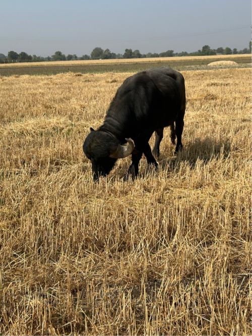 આ પાડો વેચવા નો છે