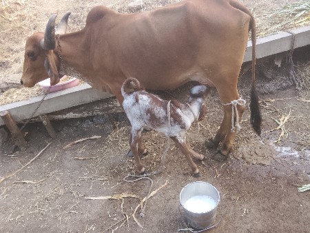 थंबनेल 5