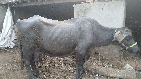 ભેંસો વેસાવ છે