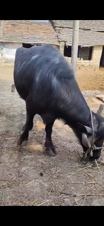 પેલુ વેતર ખડાય વેચવાની છે