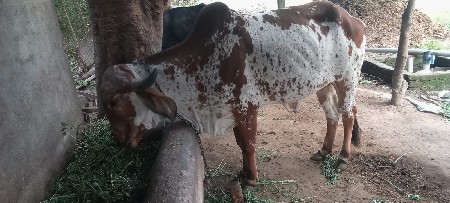 थंबनेल 3