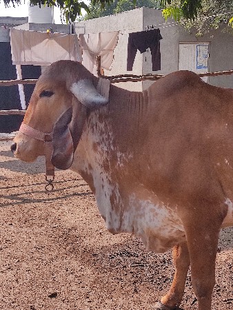 थंबनेल 3