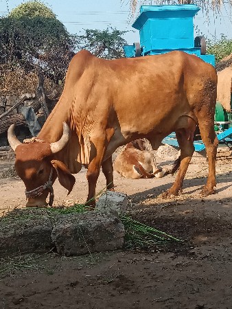 ગાય વેચવાની છે