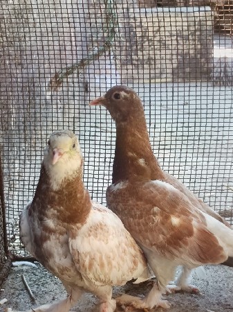 kabutar vech vana see padha she