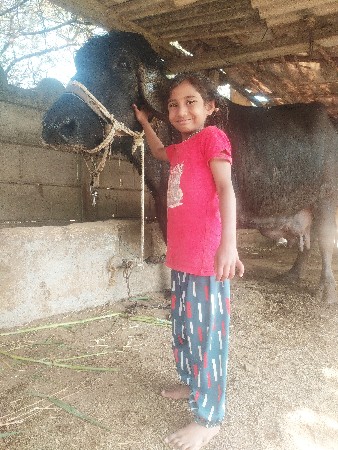 સારી ભેસ લેવી છે