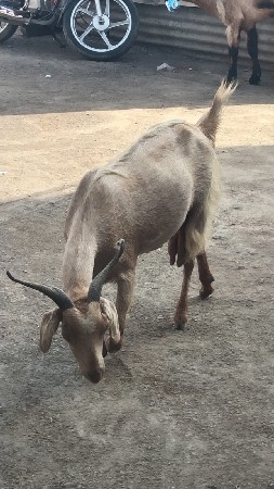 બકરી વેચવાની છે ને બચી