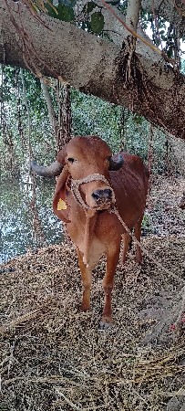 ગીર ગાય  વેચવાની  છે,  2 બીજું વેતર