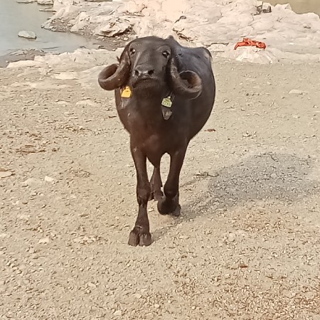 थंबनेल 2