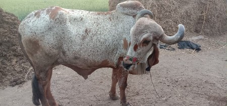 બરદ વેચવાનો છે