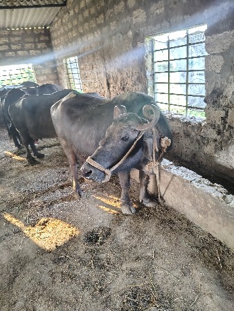 थंबनेल 2