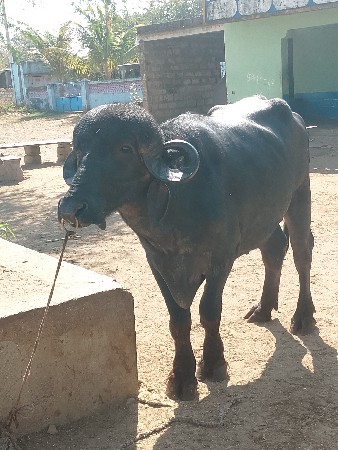 પાડો વેચવાનો છે