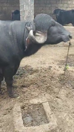 પાડો વેસવાનો છે