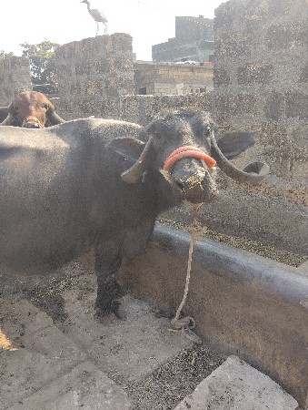 વેશવાની છે