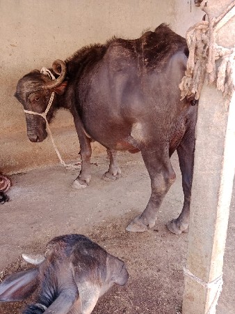 ભેસ વેચવા ની છે