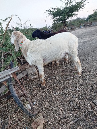 ઘેટો વેચવાનો છે