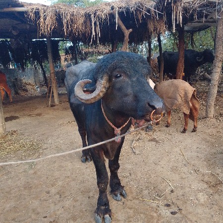 પાડો વેચવા નો છે