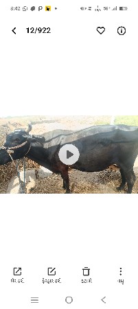 ગાય વેચવાની સે