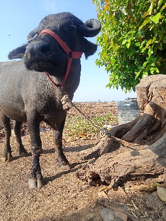 थंबनेल 3